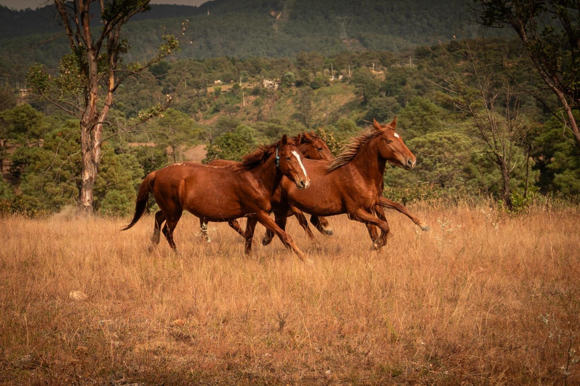 Rancho Reencuentro Eco & Cabalgatas Hotel Valle de Bravo